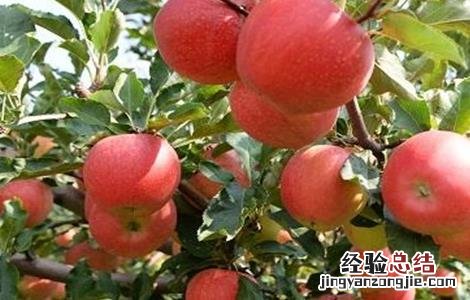 果农苹果园管理的误区 果农苹果园管理的误区分析