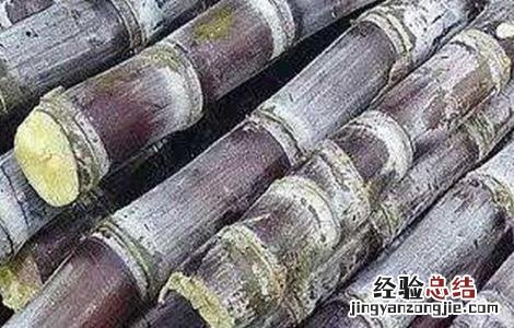 甘蔗种植条件和区域 甘蔗种植的条件