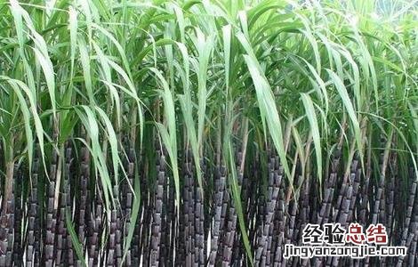 甘蔗种植条件和区域 甘蔗种植的条件