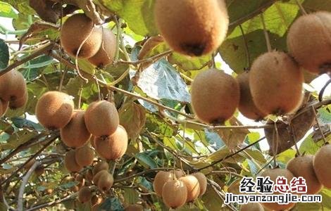 猕猴桃落果解决方案 防治猕猴桃落果的措施