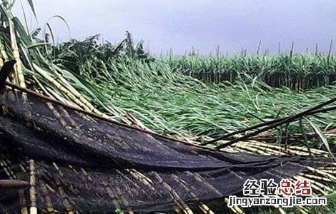 甘蔗抗倒伏用什么药 甘蔗倒伏怎么办