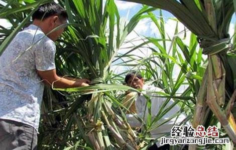 甘蔗抗倒伏用什么药 甘蔗倒伏怎么办
