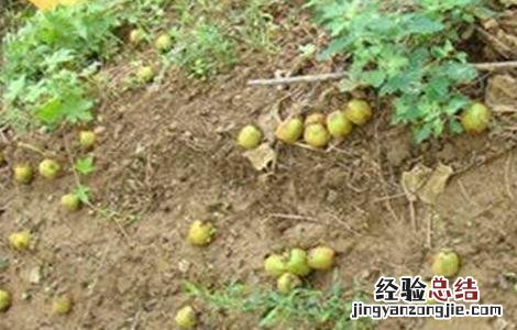 导致猕猴桃落果的原因 猕猴桃落果是怎么回事