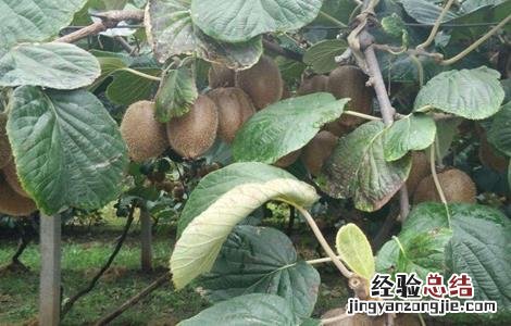 导致猕猴桃落果的原因 猕猴桃落果是怎么回事