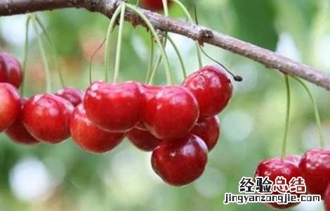 樱桃树结果少怎么办 樱桃树结果少是什么原因