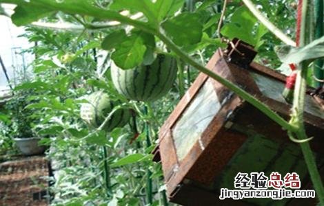 方形西瓜是怎么种的 方形西瓜是如何种出来的