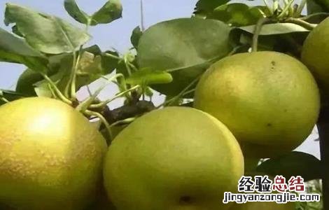 梨树花多果少怎么办视频 梨树花多果少怎么办