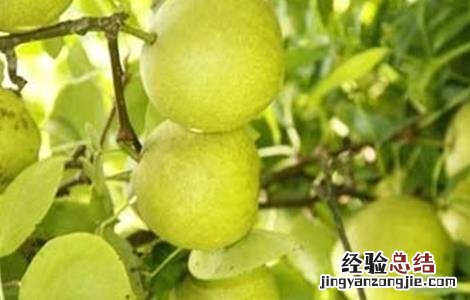 梨树花多果少怎么办视频 梨树花多果少怎么办