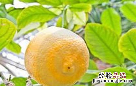 柠檬树嫩叶就发黄什么原因 柠檬树叶片发黄怎么办