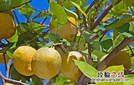 柠檬树嫩叶就发黄什么原因 柠檬树叶片发黄怎么办