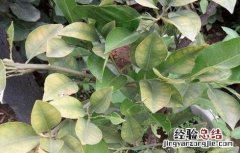 柠檬树嫩叶就发黄什么原因 柠檬树叶片发黄怎么办