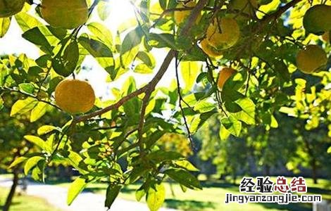 柠檬树嫩叶就发黄什么原因 柠檬树叶片发黄怎么办