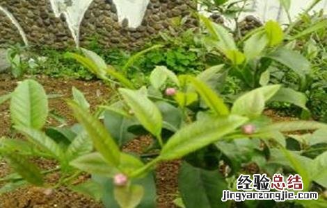 柠檬树嫩叶就发黄什么原因 柠檬树叶片发黄怎么办