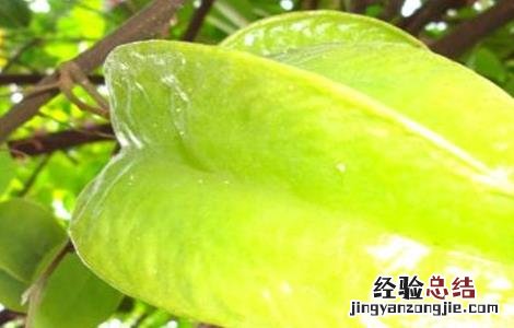 杨桃种植的注意事项 种植杨桃树注意事项