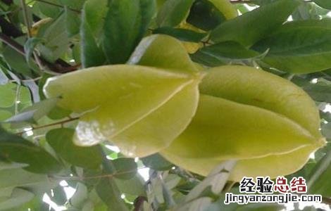 杨桃种植的注意事项 种植杨桃树注意事项