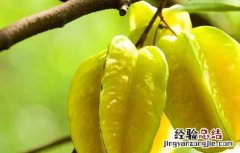 杨桃种植的注意事项 种植杨桃树注意事项