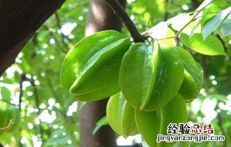 杨桃种植的注意事项 种植杨桃树注意事项