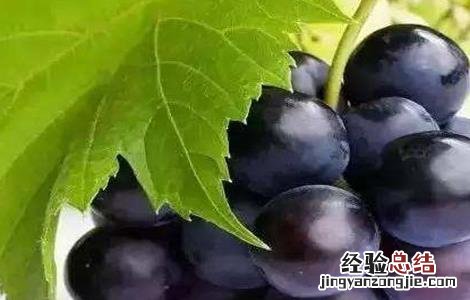 葡萄膨大处理好吗图片 葡萄膨大处理好吗