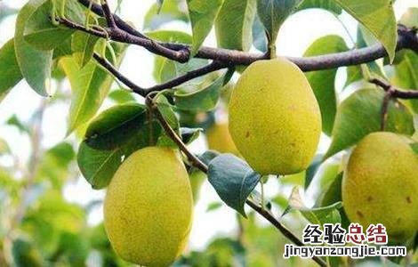 梨子的常见品种 梨子的常见品种及图片