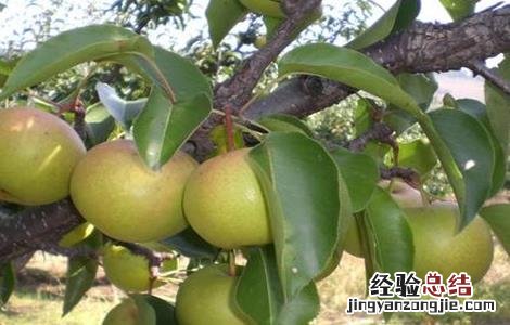 梨子的常见品种 梨子的常见品种及图片