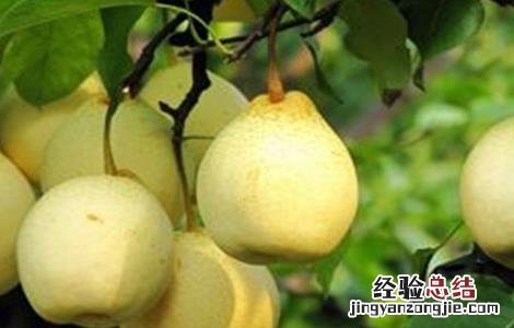梨子的常见品种 梨子的常见品种及图片