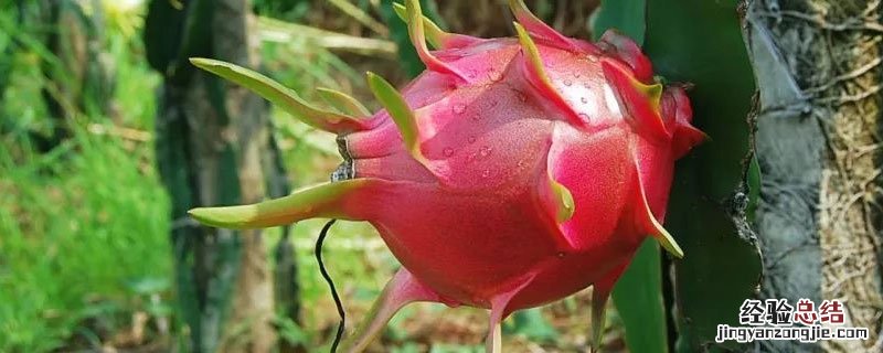 为什么火龙果开花不结果? 火龙果为什么不开花不结果