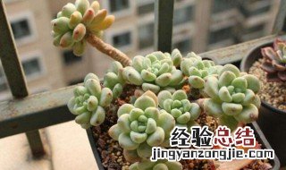 劳尔多肉怎么度夏 劳尔多肉度夏难吗