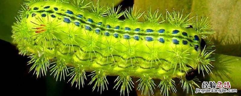 核桃树上蜇人的虫子叫什么照片 核桃树上蜇人的虫子叫什么