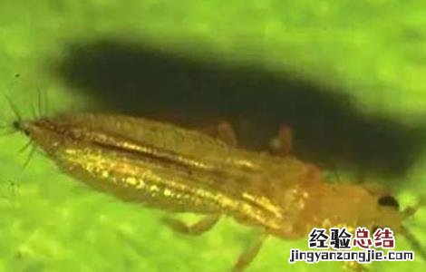 山竹的常见病虫害防治视频 山竹的常见病虫害防治