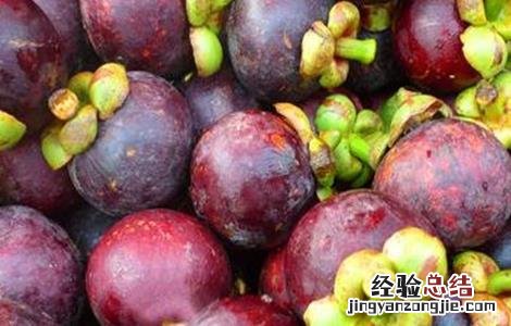 山竹的常见病虫害防治视频 山竹的常见病虫害防治