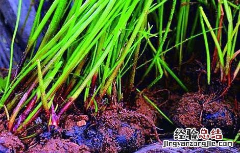 荸荠该怎么种 荸荠怎么种植方法