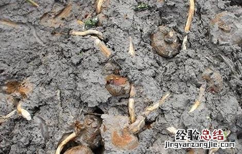 荸荠该怎么种 荸荠怎么种植方法