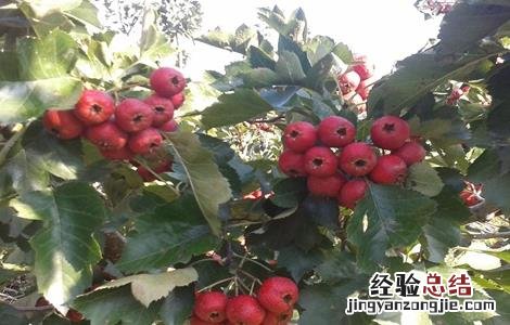 种植山楂的基本条件是 种植山楂的基本条件