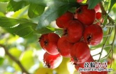 种植山楂的基本条件是 种植山楂的基本条件