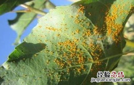 梨树常见病虫害防治技术 梨树常见病虫害防治