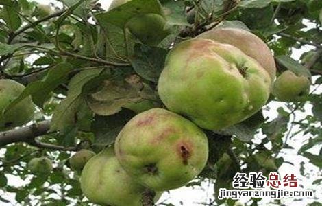 梨树常见病虫害防治技术 梨树常见病虫害防治