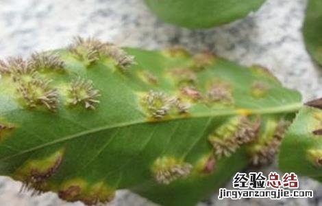 梨树常见病虫害防治技术 梨树常见病虫害防治