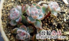多肉能养室内阳台么 多肉可以放在室内阳台养吗