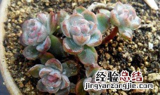 多肉能养室内阳台么 多肉可以放在室内阳台养吗