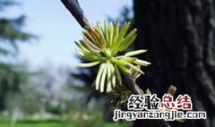 中药杜仲雄花的功效与作用 杜仲雄花的功效与作用