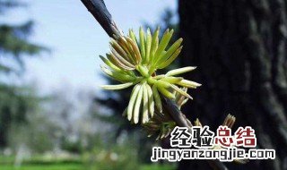 中药杜仲雄花的功效与作用 杜仲雄花的功效与作用