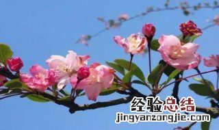形容赏花的心情短语 赏花的心情短语