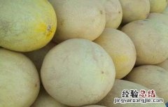 哈密瓜苗期病害 哈密瓜死苗是怎么回事