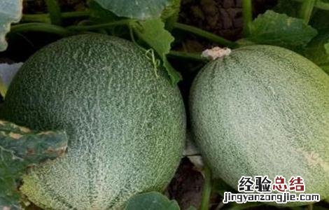 哈密瓜苗期病害 哈密瓜死苗是怎么回事