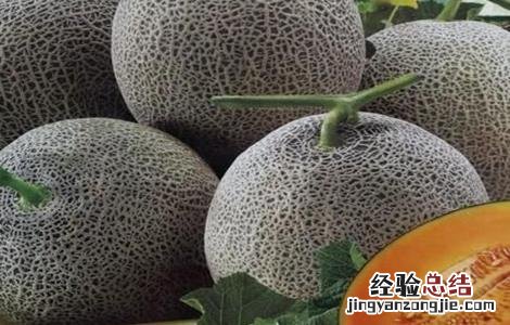 哈密瓜苗期病害 哈密瓜死苗是怎么回事