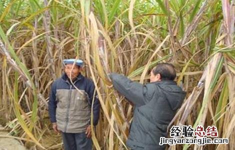 甘蔗越冬防冻措施 甘蔗越冬防冻措施有哪些
