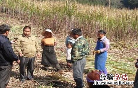 甘蔗越冬防冻措施 甘蔗越冬防冻措施有哪些