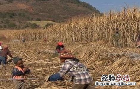 甘蔗越冬防冻措施 甘蔗越冬防冻措施有哪些
