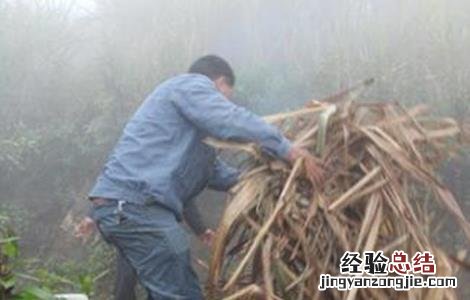 甘蔗越冬防冻措施 甘蔗越冬防冻措施有哪些