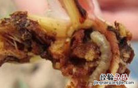 甘蔗病虫害怎样防治 甘蔗常见病虫害的防治方法